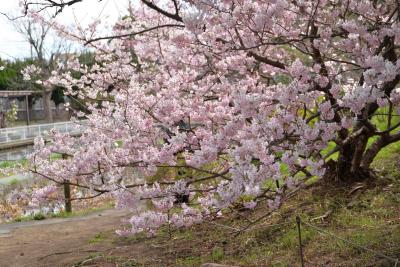 大船フラワーセンター0318