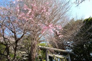 葛󠄀原岡神社0409