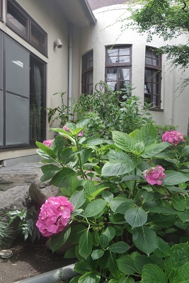 お庭のあじさい