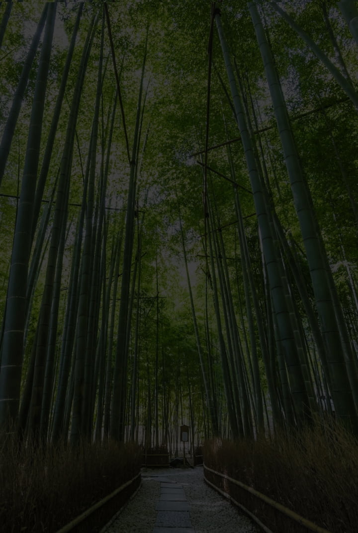 A photo of a path surrounded by lush green bamboo groves.